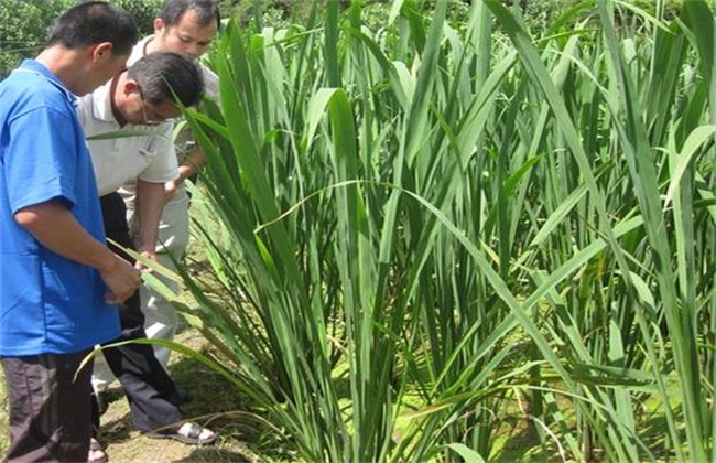 茭白纹枯病的防治方法