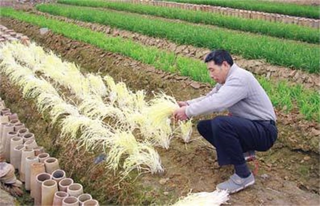 韭黄的种植管理技术