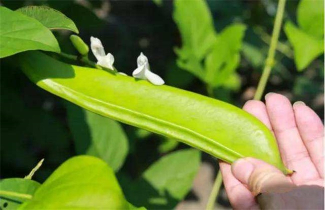 刀豆落花落荚原因及预防措施