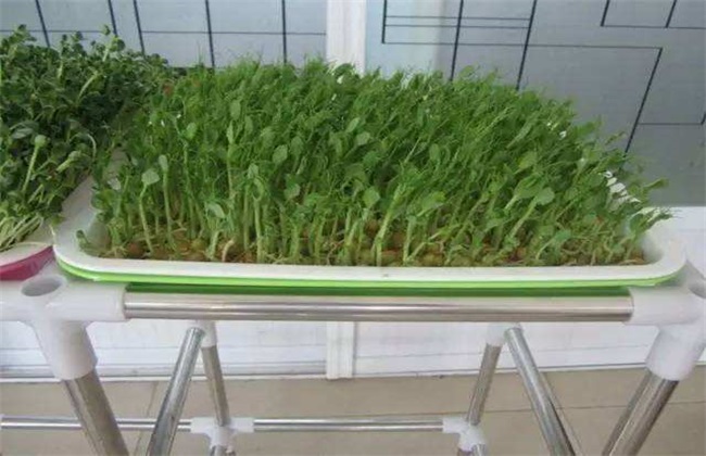 豌豆芽苗菜种植方法
