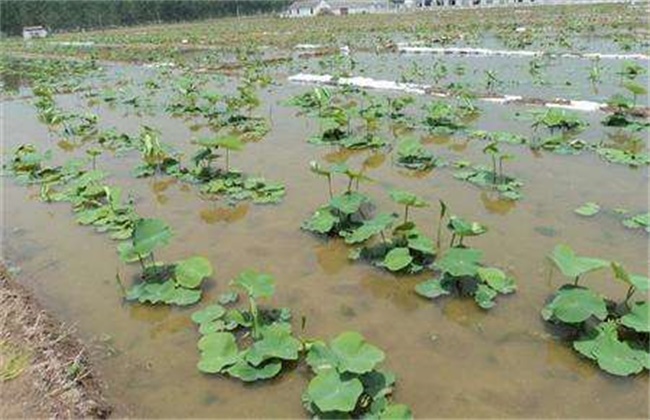 莲藕什么时间种植好？莲藕高产种植技术