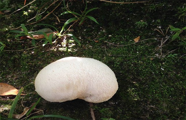 猴头菇需要的种植条件