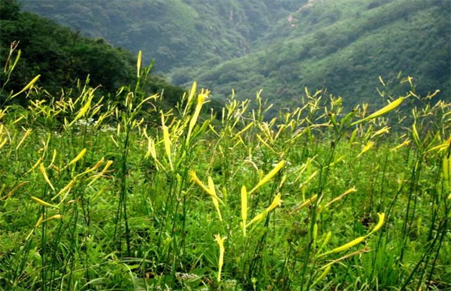 黄花菜生长环境