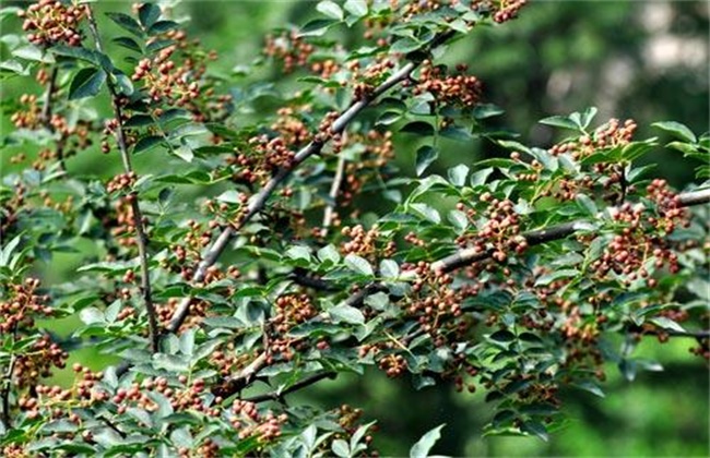 花椒落花落果防治措施