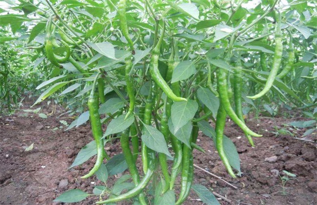辣椒对生长环境的要求