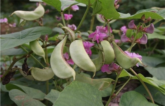 扁豆花荚期管理要点