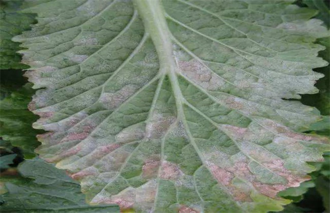 娃娃菜病虫害防治技术