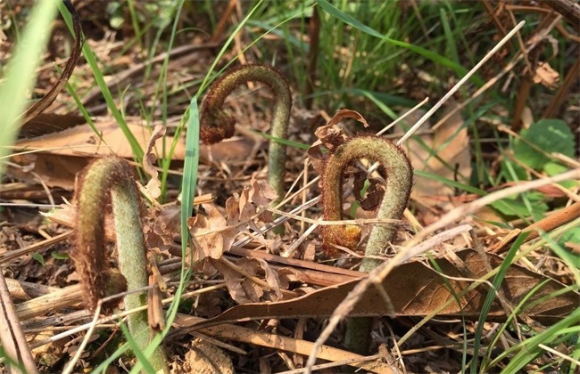 蕨菜的田间管理要点