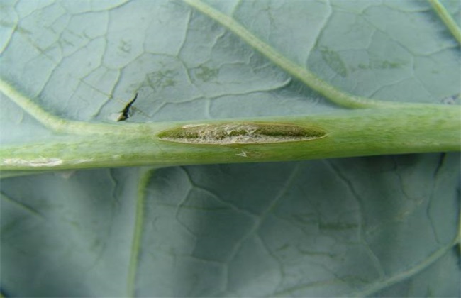 花椰菜缺硼症状及防治措施