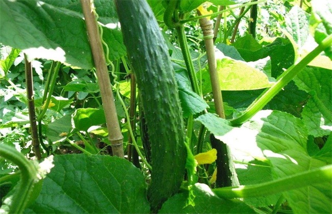 黄瓜种植对环境条件的要求