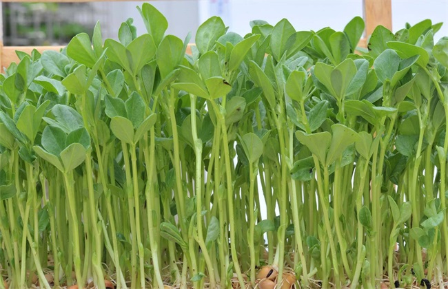 芽苗菜如何种植