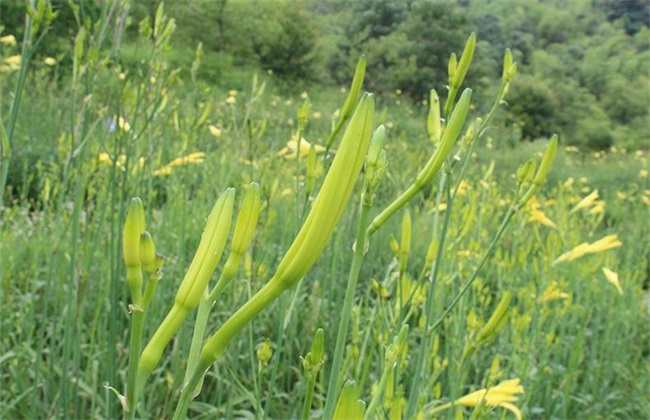 黄花菜高产的施肥方法