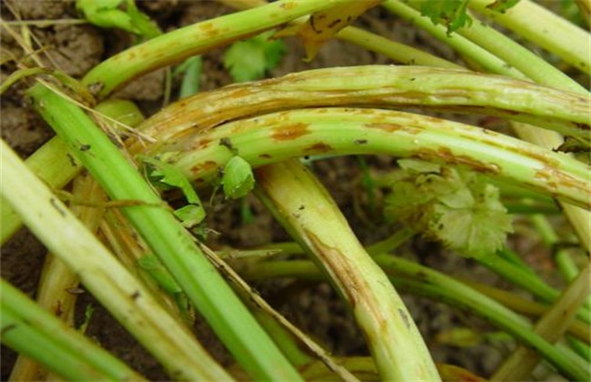 芹菜常见病虫害防治