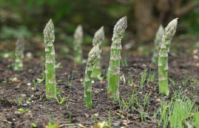 芦笋种植的注意事项