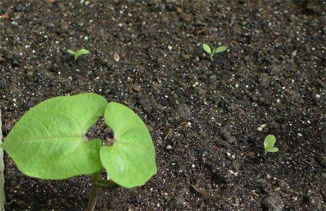 茄子种子快速催芽方法