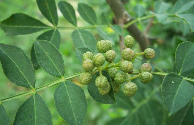 花椒种子价格及种植方法