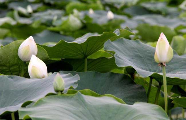 莲藕种子价格及种植方法