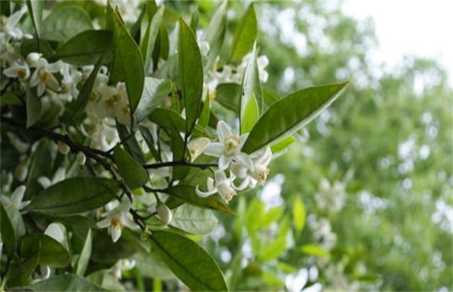 柚子雨后花期管理