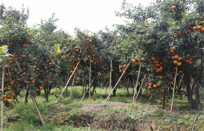 沃柑如何选地建园