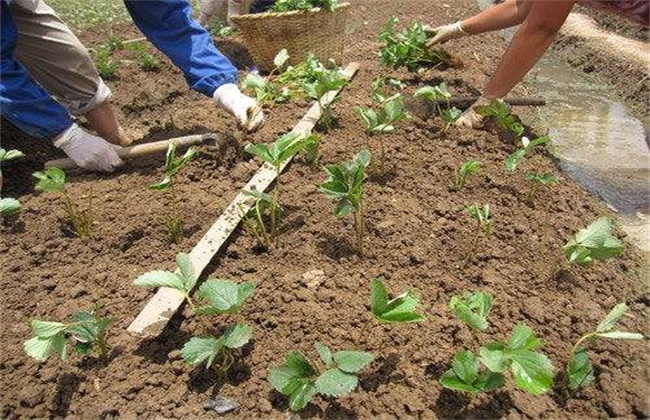 草莓定植成活率不高？该如何有效防治