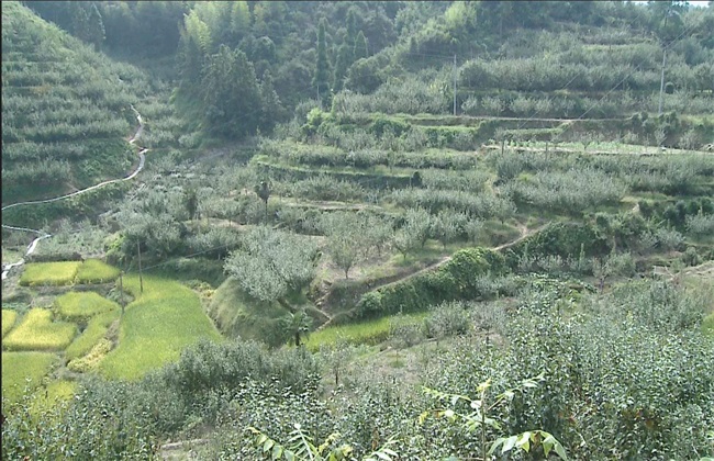 雪梨种植适宜地