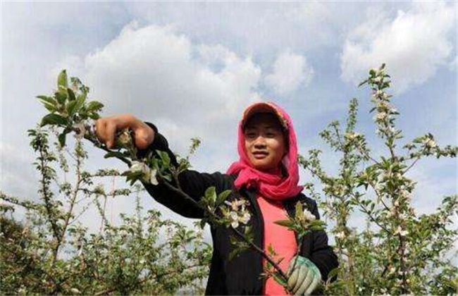 李子的疏花疏果方法