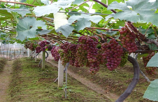 如何防止葡萄产生热害