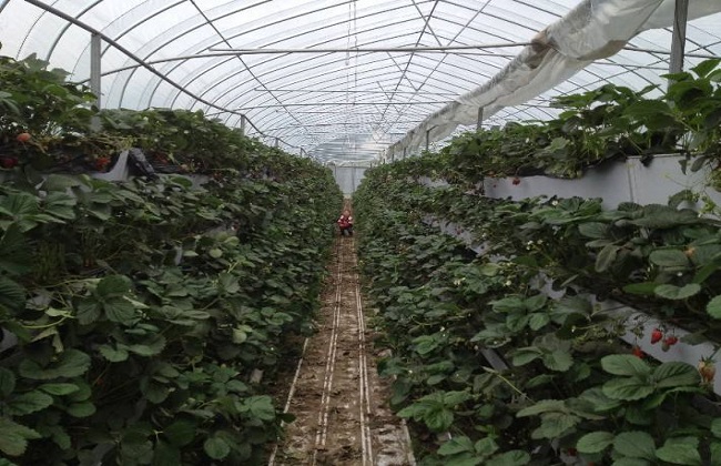 草莓科学大棚种植技术