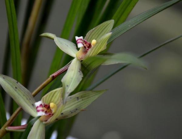 春兰花没香味怎么办？