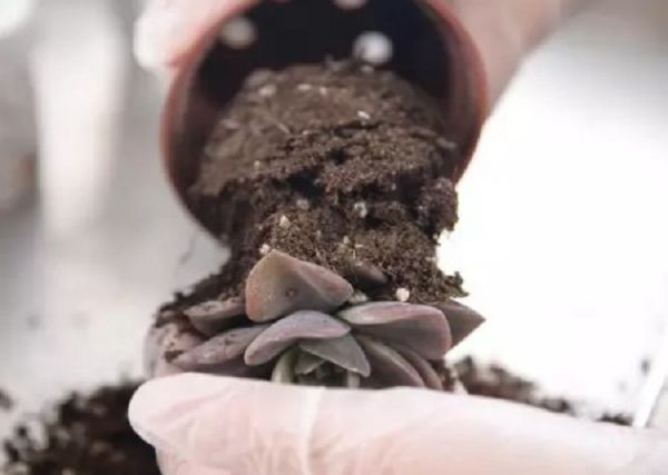 多肉植物如何移盆及其注意事项