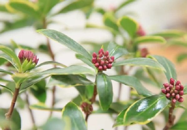 金边瑞香有花蕾不开花怎么办？