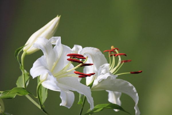 百合花用水怎么养