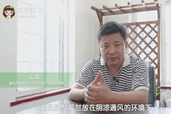 蟹爪兰叶子发软怎么办