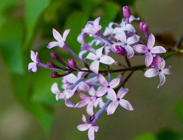 丁香怎么嫁接？丁香花的嫁接方法