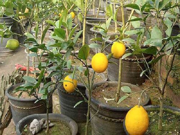 盆栽柠檬树掉叶子怎么办？