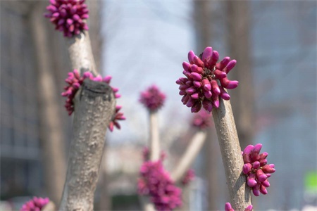 北海适合养什么花，市花和市树是什么