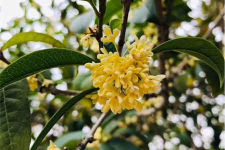 温州适合养什么花，市花和市树是什么