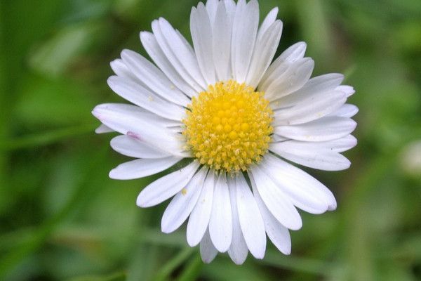 雏菊在什么季节开放