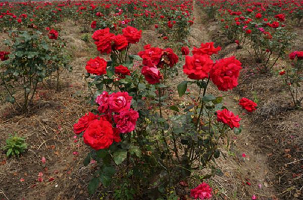 玫瑰花种子怎么种，玫瑰花种子的种殖方法