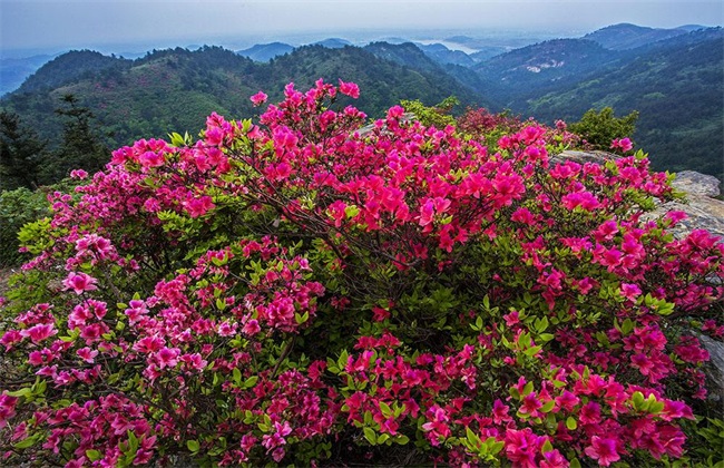 映山红的栽培技术