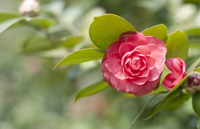 茶花叶子发黄怎么办