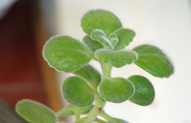 碰碰香什么时候开花