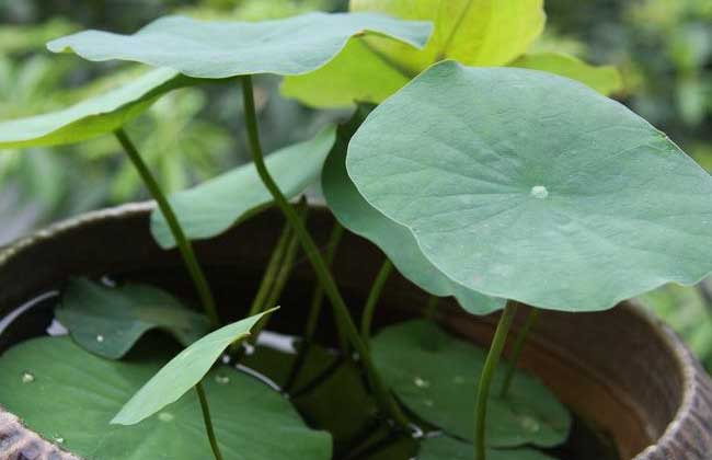 碗莲种子价格及种植方法