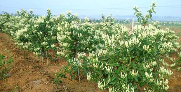 金银花需肥和吸肥特点