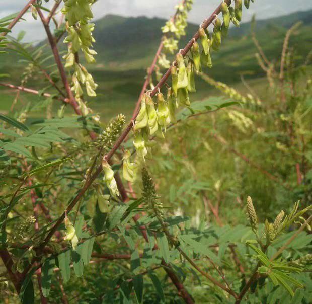 黄芪选留方法