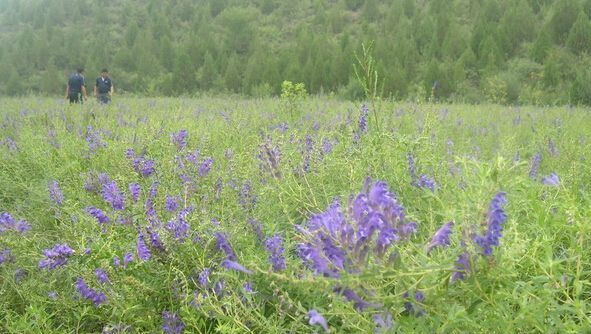 黄芪田间管理要点