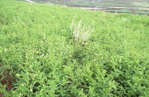 膜荚黄芪品种介绍