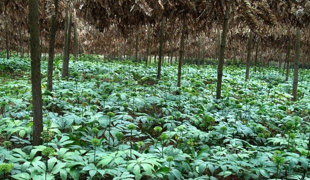 种植三七施肥方法