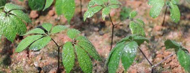 三七苗移栽定植方法