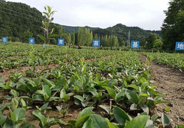 苍术种植经济效益分析